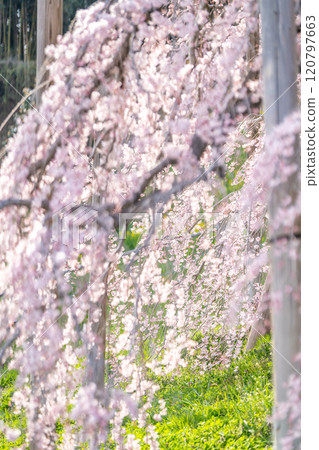 The brilliance of the weeping cherry tree "Miharu Takizakura", a national natural monument estimated to be over 1,000 years old, in Miharu Town, Fukushima Prefecture 120797663