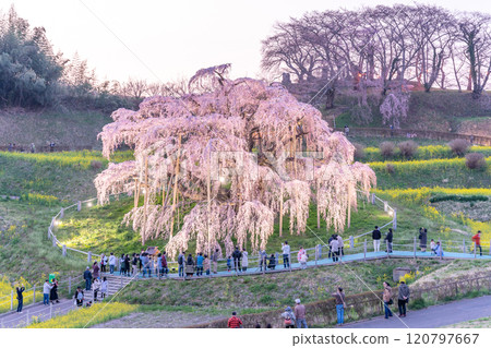 Illumination of the Miharu Takizakura, a weeping cherry tree estimated to be over 1,000 years old and designated as a national natural monument, in Miharu Town, Fukushima Prefecture Illumination of the Miharu Takizakura, a weeping cherry tree estimated to be over 1,000 years old and designated as a national natural monument, in Miharu Town, Fukushima Prefecture 120797667