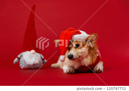 Festive Corgi in Santa hat with gnome, spreading holiday cheer and Christmas joy on a red backdrop Festive Corgi in Santa hat with gnome, spreading holiday cheer and Christmas joy on a red backdrop 120797752