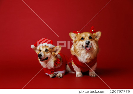 Festive Corgi duo dogs in Christmas costumes, ready to spread holiday joy and festive cheer 120797779