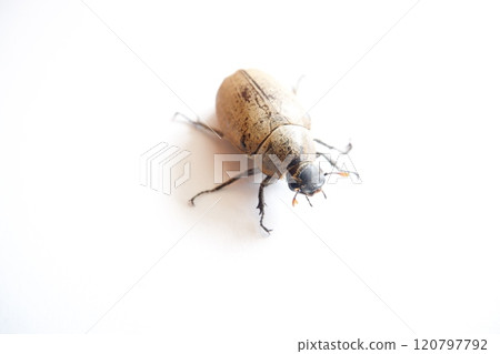 Lepidiota stigma is a polyphagous insect pest that attacks the roots of various types of plants. During the larval stage, it is known as a ureth pest. 120797792
