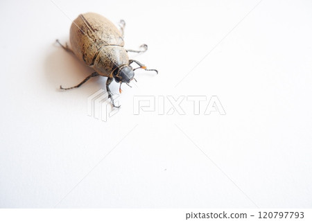 Lepidiota stigma is a polyphagous insect pest that attacks the roots of various types of plants. During the larval stage, it is known as a ureth pest. 120797793