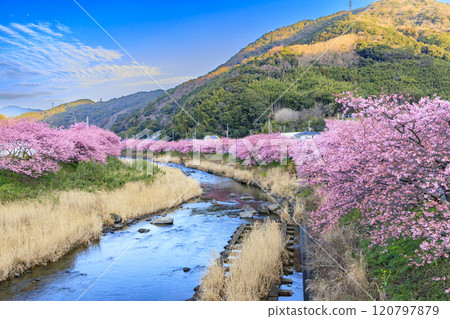 靜岡縣河津町的河津櫻花盛開 120797879