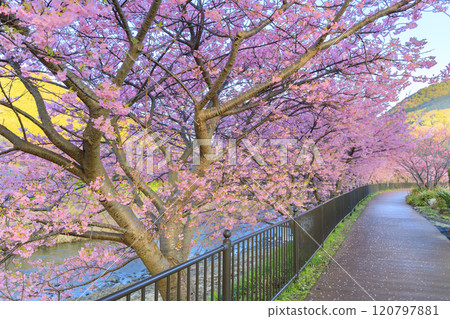 靜岡縣河津町的河津櫻花盛開 靜岡縣河津町的河津櫻花盛開 120797881
