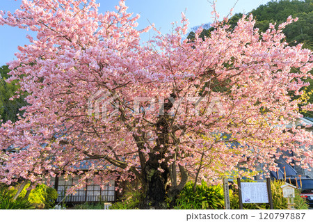 Kawazu cherry blossoms in full bloom in Kawazu Town, Shizuoka Prefecture 120797887