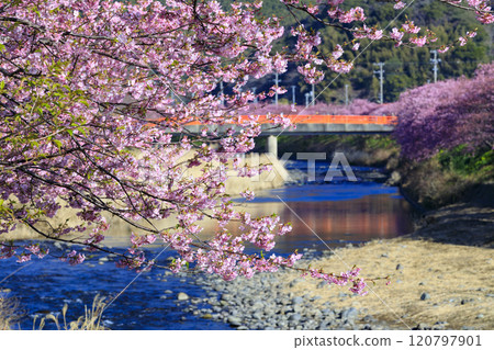 靜岡縣河津町的河津櫻花盛開 靜岡縣河津町的河津櫻花盛開 120797901
