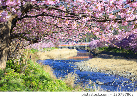 Kawazu cherry blossoms in full bloom in Kawazu Town, Shizuoka Prefecture Kawazu cherry blossoms in full bloom in Kawazu Town, Shizuoka Prefecture 120797902