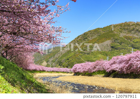 Kawazu cherry blossoms in full bloom in Kawazu Town, Shizuoka Prefecture 120797911