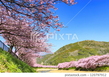 靜岡縣河津町的河津櫻花盛開 120797912