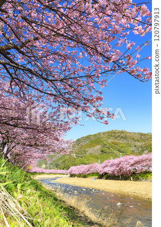 Kawazu cherry blossoms in full bloom in Kawazu Town, Shizuoka Prefecture Kawazu cherry blossoms in full bloom in Kawazu Town, Shizuoka Prefecture 120797913
