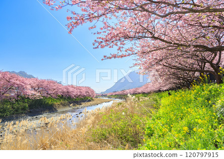 Kawazu cherry blossoms in full bloom in Kawazu Town, Shizuoka Prefecture 120797915