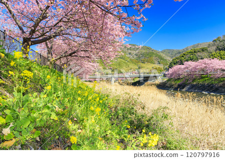 靜岡縣河津町的河津櫻花盛開 120797916