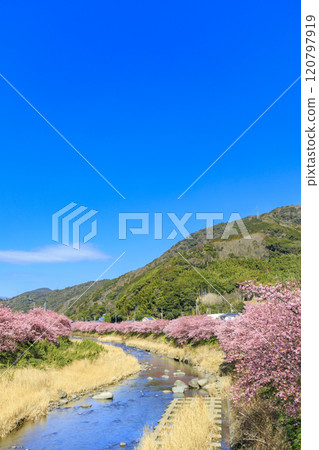 Kawazu cherry blossoms in full bloom in Kawazu Town, Shizuoka Prefecture 120797919