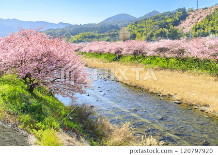 靜岡縣河津町的河津櫻花盛開 靜岡縣河津町的河津櫻花盛開 120797920