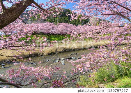 Kawazu cherry blossoms in full bloom in Kawazu Town, Shizuoka Prefecture 120797927