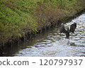 A water bird running across the water with its wings spread 120797937