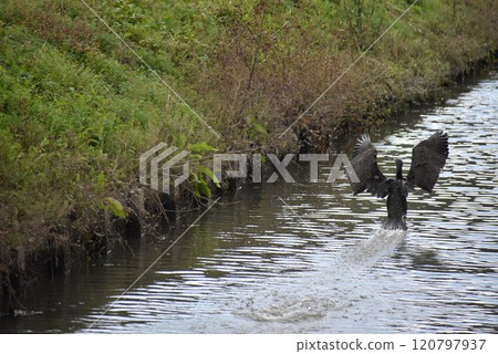 A water bird running across the water with its wings spread A water bird running across the water with its wings spread 120797937