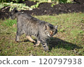 A stray cat on a walk staring and meowing 120797938