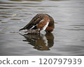 A water bird with its head above the water 120797939