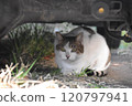 Cat curled up under the car 120797941
