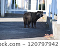 A raccoon dog turns around when it senses someone's presence in the city 120797942