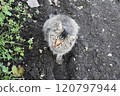 A stray cat with a tiger pattern looks up and stares 120797944