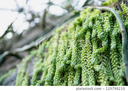 Fruit plant Sedum morganianum 120798210