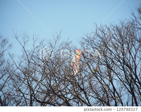 一隻風箏掛在樹枝和藍天上 120798327