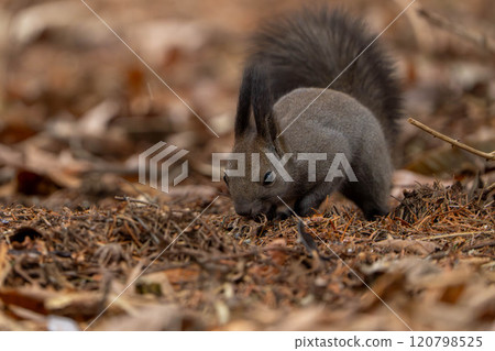 A Hokkaido squirrel searching for food on fallen leaves 120798525