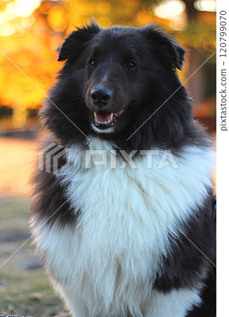 Beautiful autumn scenery with autumn leaves and a black dog 120799070