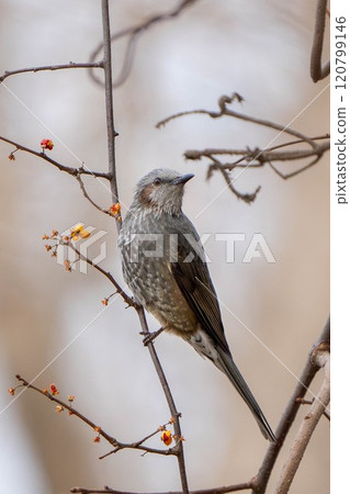 Brown-eared bulbulous on branches 120799146
