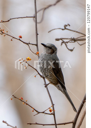 A brown-eared bulbul perched on a rowan branch 120799147