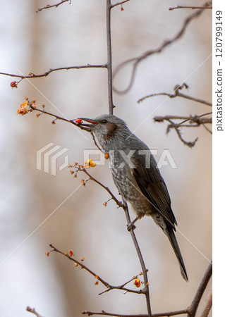 鵯棲息在羅文樹枝上吃水果 120799149