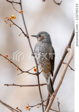 A brown-eared bulbul resting on a rowan branch wondering whether to eat the berries. A brown-eared bulbul resting on a rowan branch wondering whether to eat the berries. 120799154