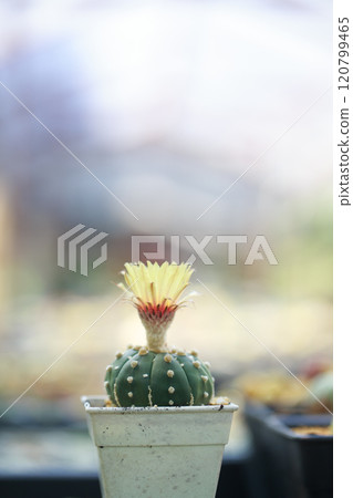 Cactus with yellow flower in pot, showcasing vibrant colors and beauty Cactus with yellow flower in pot, showcasing vibrant colors and beauty 120799465
