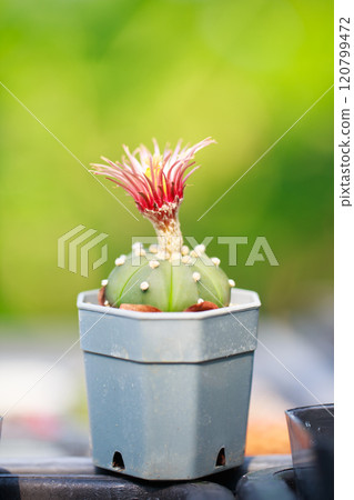 Cactus in pot with vibrant red flowers and green body 120799472