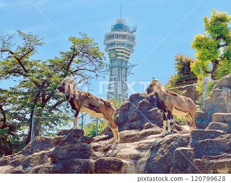 Osaka Tennoji Zoo 120799628