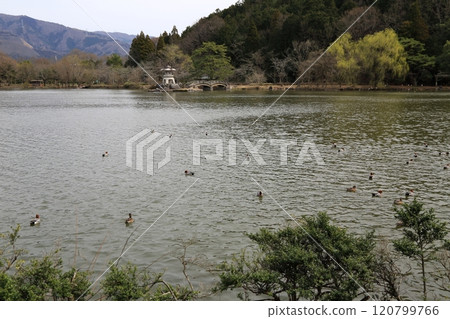 Shiga Mishima Pond Walking Tour 20 (Mishima Pond, Maibara City, Shiga Prefecture) 120799766