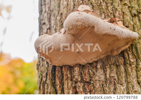 the tinder mushroom grows on a tree the tinder mushroom grows on a tree 120799788