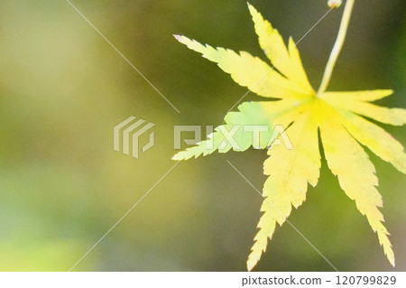 A close-up of maple leaves starting to turn yellow A close-up of maple leaves starting to turn yellow 120799829