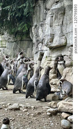 Group of Penguins Gathered Near Rocky Cliff Outdoors 120799893