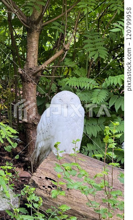 Beautiful white Snowy Owl Resting in a Lush Green Forest Beautiful white Snowy Owl Resting in a Lush Green Forest 120799958