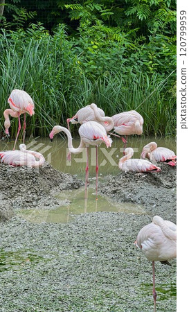 Group of Pink Flamingos Relaxing in a Tranquil Wetland Area Group of Pink Flamingos Relaxing in a Tranquil Wetland Area 120799959