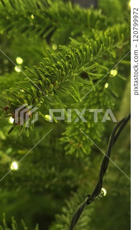 Close-Up of Lush Christmas Tree Branch With Twinkling Lights 120799972