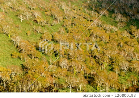 在 66 號公路上行駛時，從車窗拍攝到一片黃葉白樺林 120800198