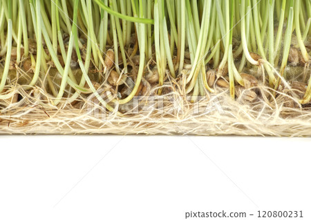 Close-up view of fresh wheatgrass root system Close-up view of fresh wheatgrass root system 120800231