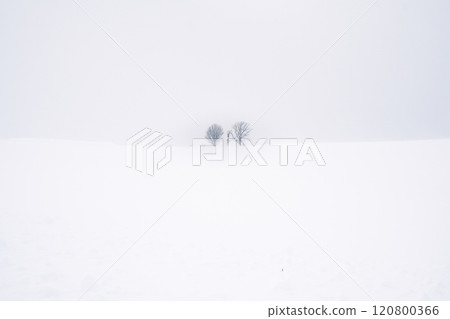 Winter travel snow scene in Biei, Hokkaido, Japan 120800366