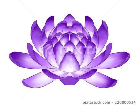 Purple water lily flower Purple water lily flower 120800534