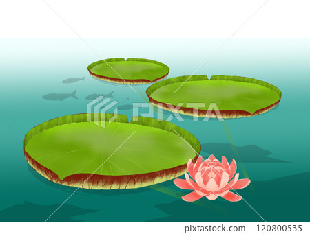 Floating water lily leaves and flowers 120800535