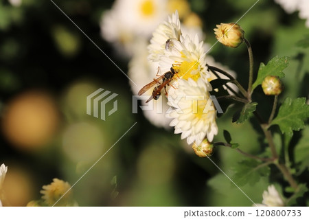 一隻黃蜂從秋天花園裡盛開的白菊花中吸取花蜜。 120800733